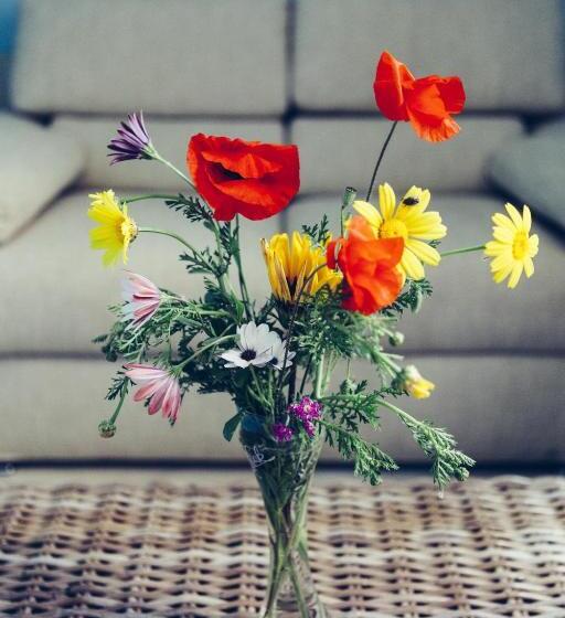 جناح جونيور, B&b Blu Bosa