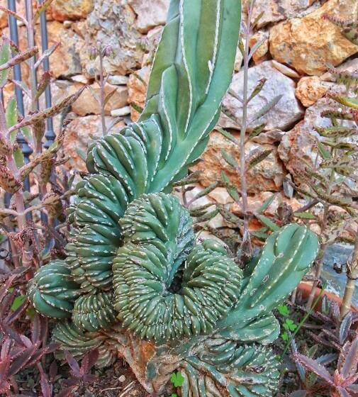 חדר סטנדרט חדר אמבטיה משותף, A Carubba Du Bungiurnu
