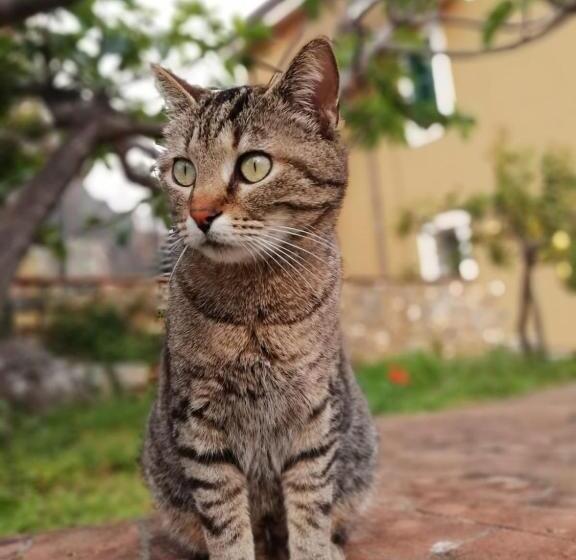 חדר סטנדרט, A Carubba Du Bungiurnu
