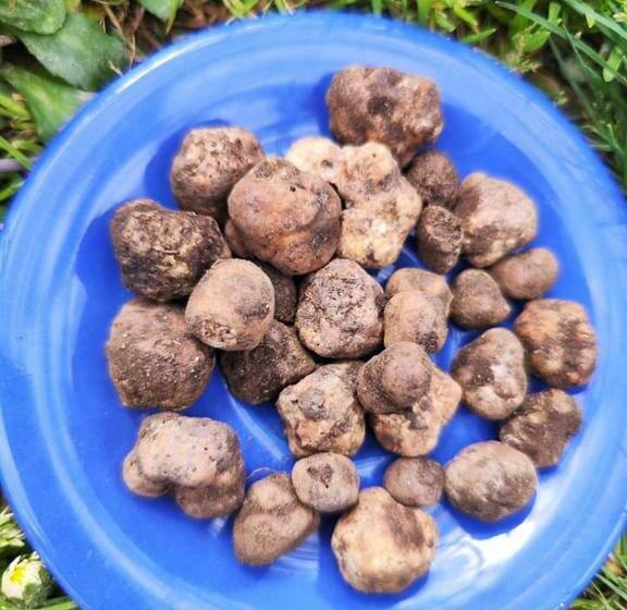 اتاق استاندارد سه نفره, Tenuta Selvaggia