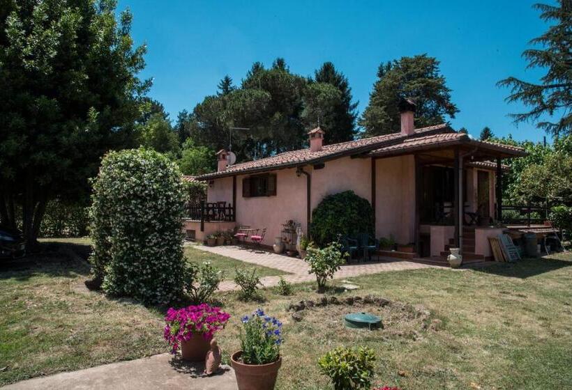 スタンダード４人部屋, Olive Tree Hill