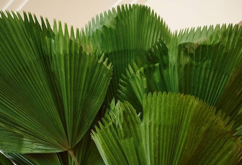 スタンダードルーム, Greystone   Adults Only