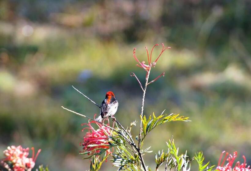 Студия Deluxe, Melawondi Spring Retreat