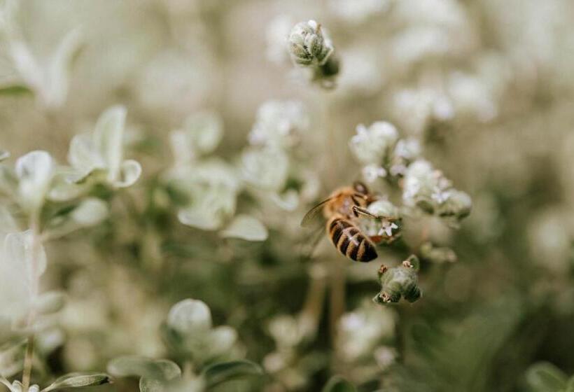 סוויטה, Vitalpina Hotel Schulerhof