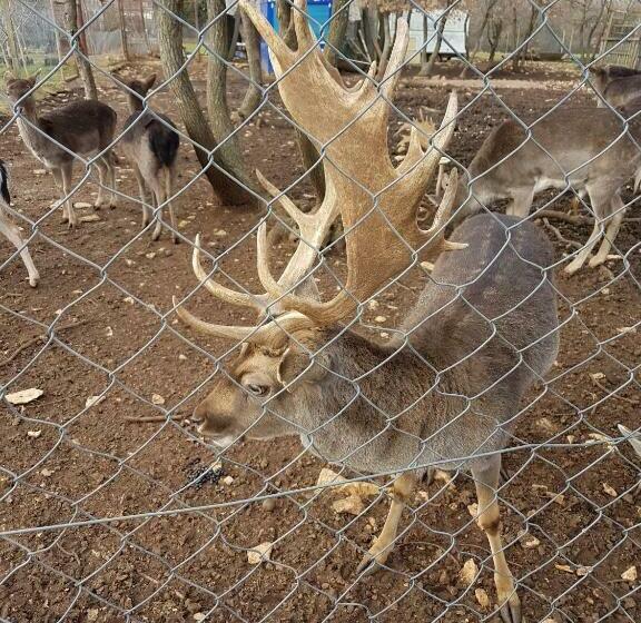 חדר סטנדרט, Villa Betiga