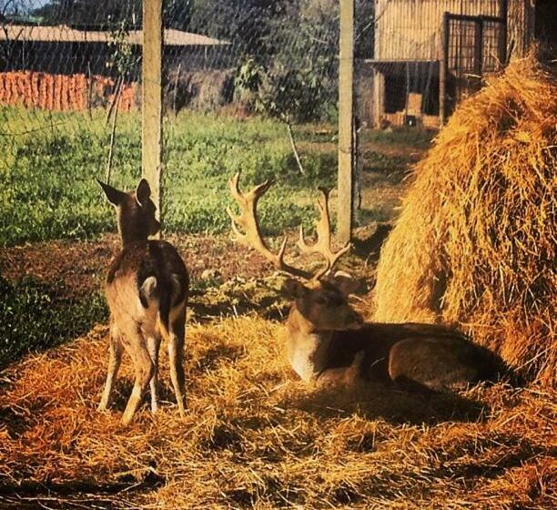 חדר סטנדרט, Villa Betiga