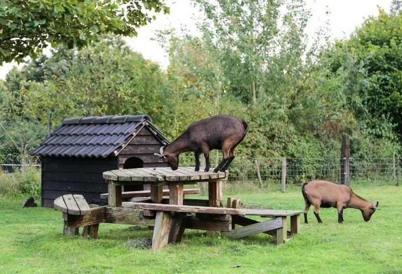 סטודיו משפחתי, De Rolders