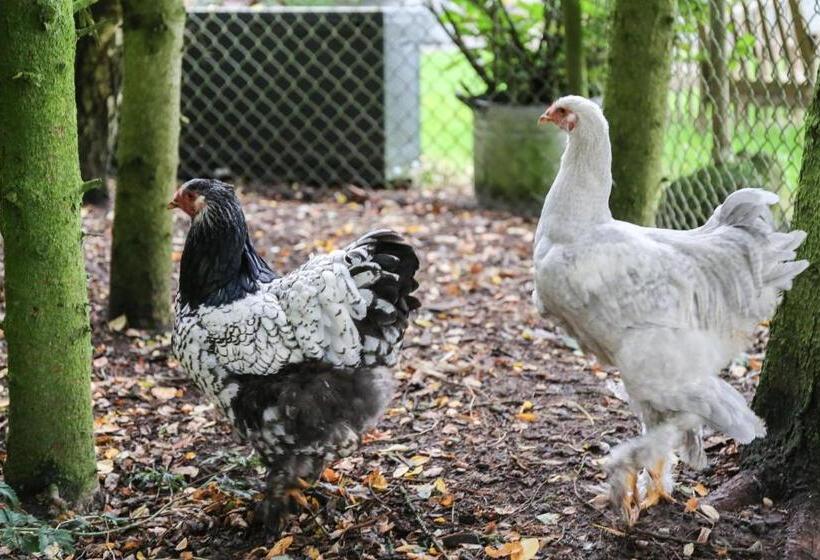 חדר סטנדרט, De Rolders