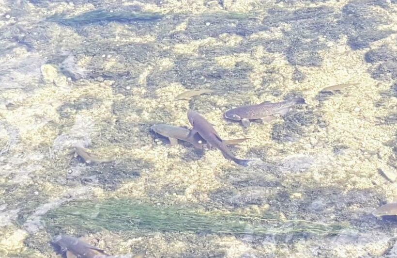 شقة غرفة واحدة مطلة على الحديقة, Bnb Logis Des Saules