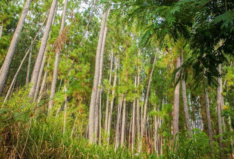 テラス付きスタンダードルーム, Ella Forest Paradise