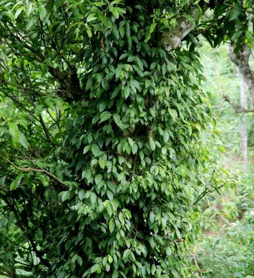 Cameră Familiară Deluxe, Pepper Garden Resort