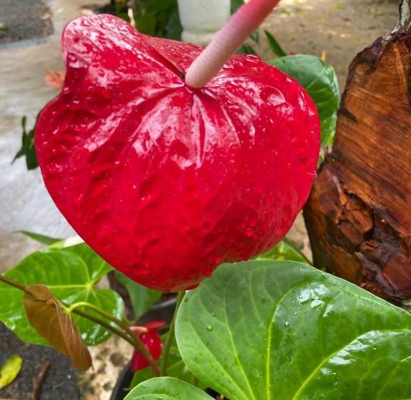 标准房带园景, Nature Inn