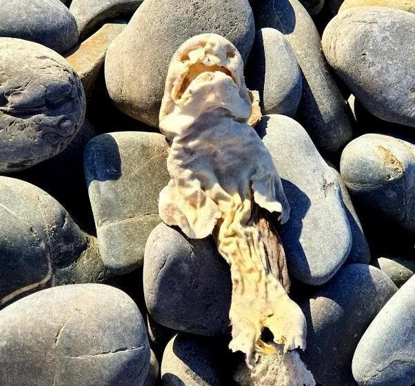 1ベッドルームハウス, West Coast Seaside Getaway