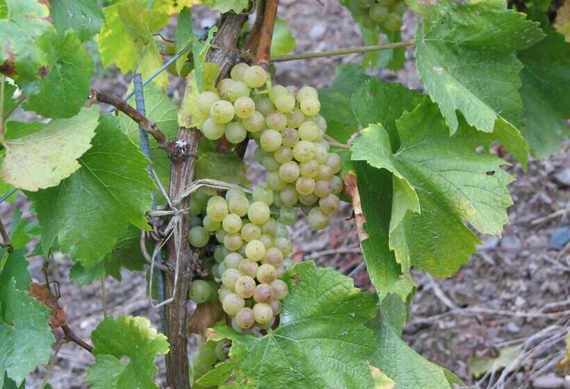 דירת שני חדרים עם מרפת, Weingut Goeres