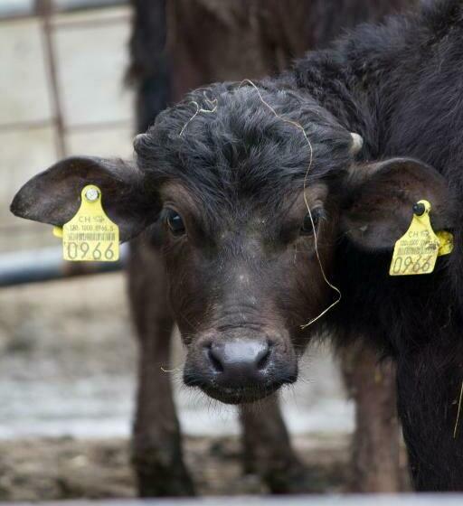 Кровать в Общей Комнате, Bolderhof