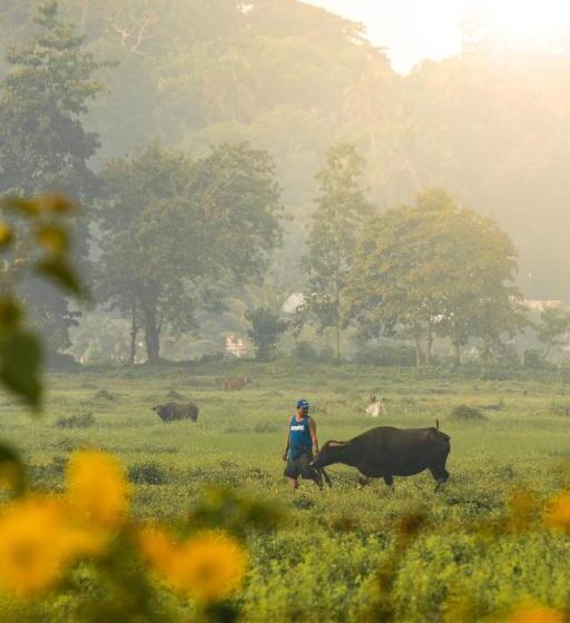 کابین, Fox & The Firefly Cottages