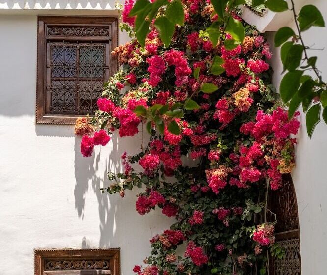 高级大房间, Riad Alma
