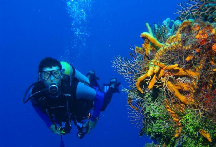 غرفة قياسية, Steigenberger Aldau Beach