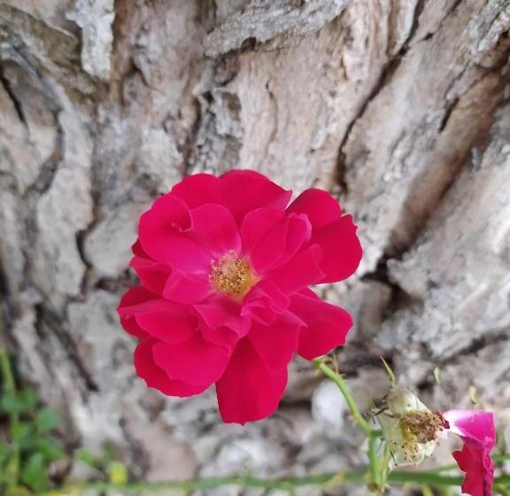 キングサイズベッドのデラックススイート, La Rosa Selvatica