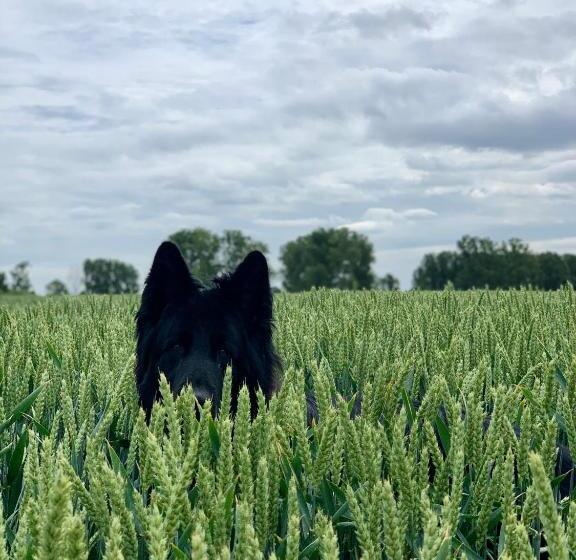 キングサイズベッドのスタンダードルーム, Guesthouse De Wissen