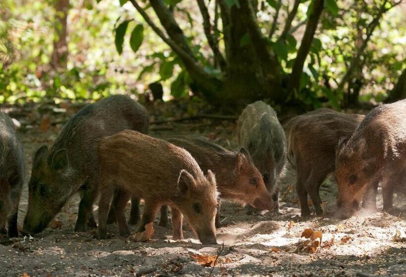 ２ベッドルームアパートメント, Château De Salvert   Appartement & Chambre D Hôtes