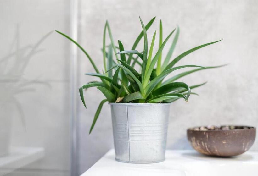 标准间内部标间, Mincio Relais