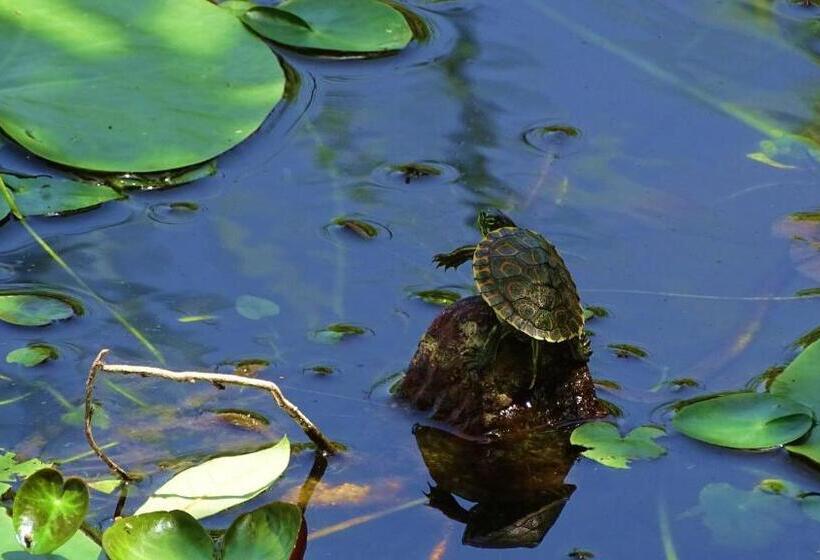 اتاق استاندارد با تخت بزرگ, Zopango Orchids Island