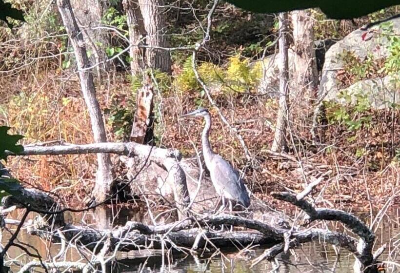 Люкс, Herring Run Motel And Tiny Cabins