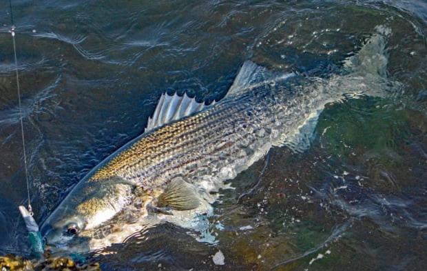 Люкс, Herring Run Motel And Tiny Cabins