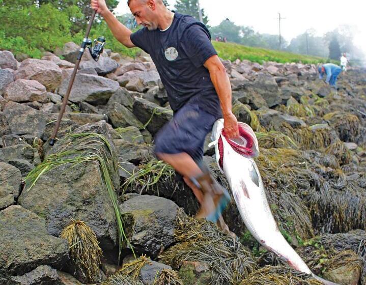 Полулюкс Повышенной Комфортности, Herring Run Motel And Tiny Cabins