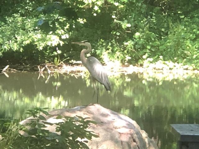 Номер Стандарт Вид на Парк, Herring Run Motel And Tiny Cabins