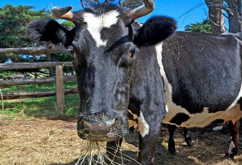 ファミリールーム, The Stables