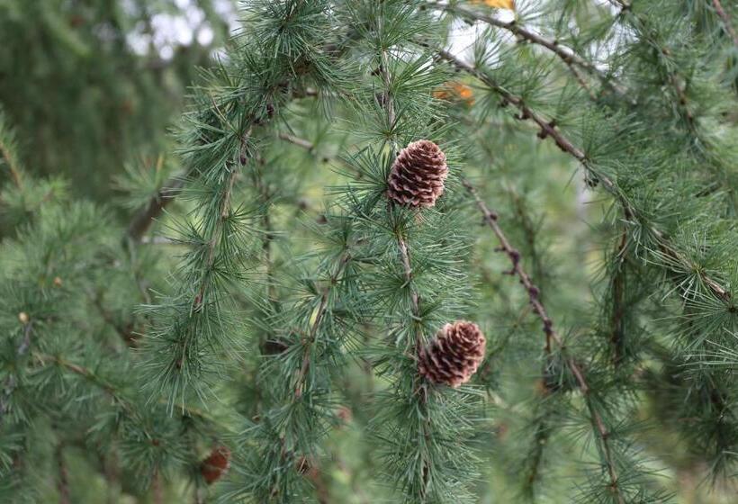غرفة قياسية مطلة على الجبل, Fazenda Kosiv