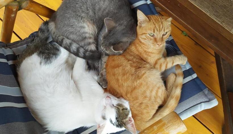 شقة غرفتين, Égkőris Vendégház