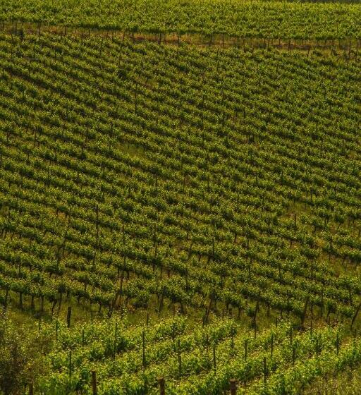 Семейный Номер Вид на Море, Fattoria Di Magliano Winery