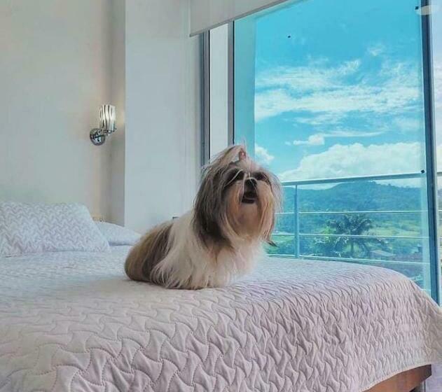 غرفة قياسية فردية, Manhattan Barbosa