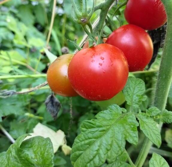 家庭洋房, La Maison Bett & Bike