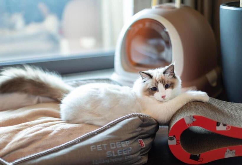 Номер Премиум, Gran Melia Chengdu