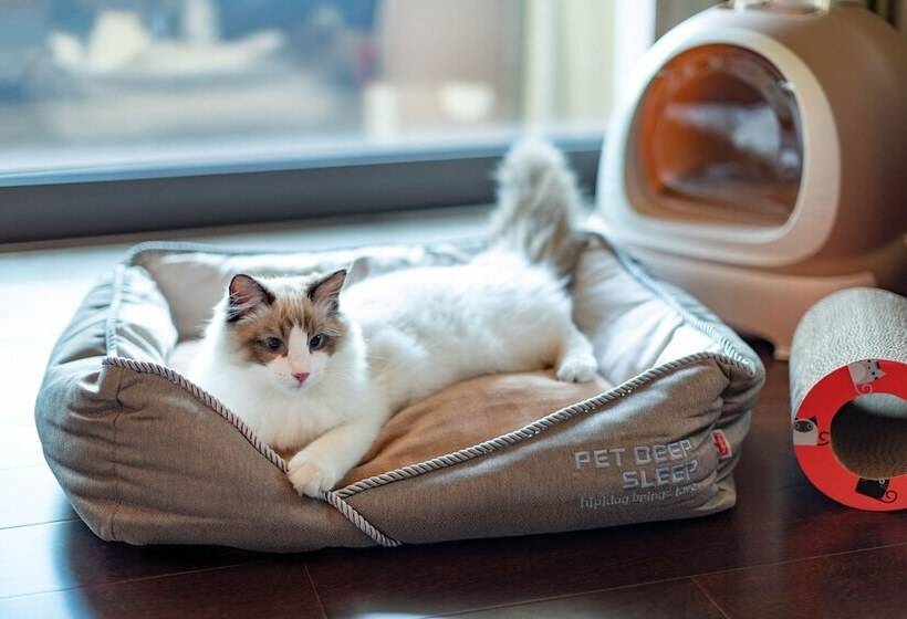 Номер Премиум, Gran Melia Chengdu