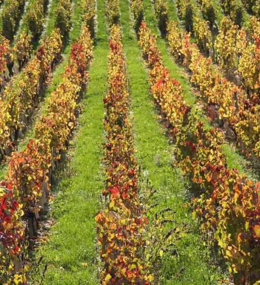 Номер Deluxe, Château La Violette