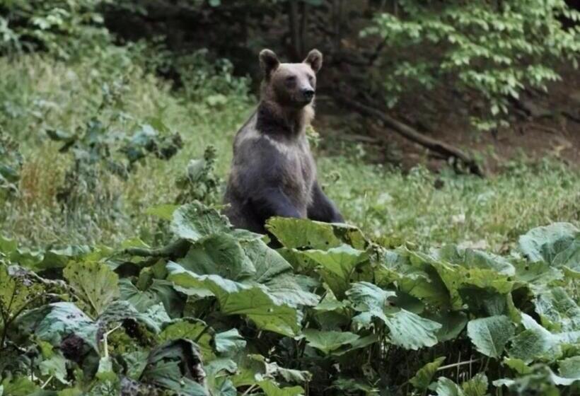 Вилла 1 Спальня, Valea Salbatica