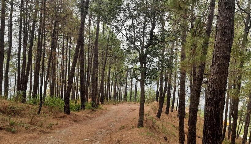 غرفة ديلوكس, The Paal