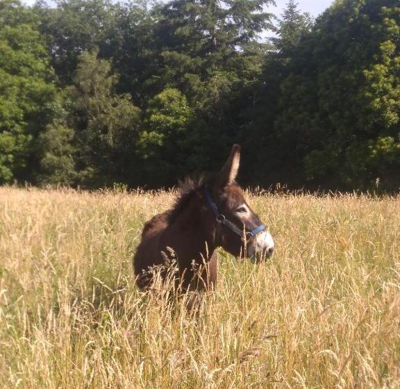 Номер Комфорт, Bout De Cote