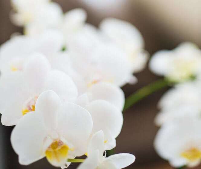 דירת פנטהאוז 2 חדרי שינה, At Marina Shores