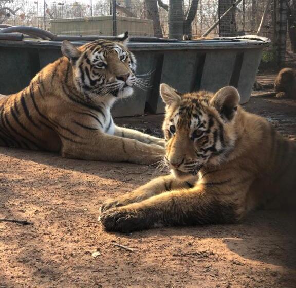 ビジネスルーム, Simba Safaris African Pride Exotic Lodge