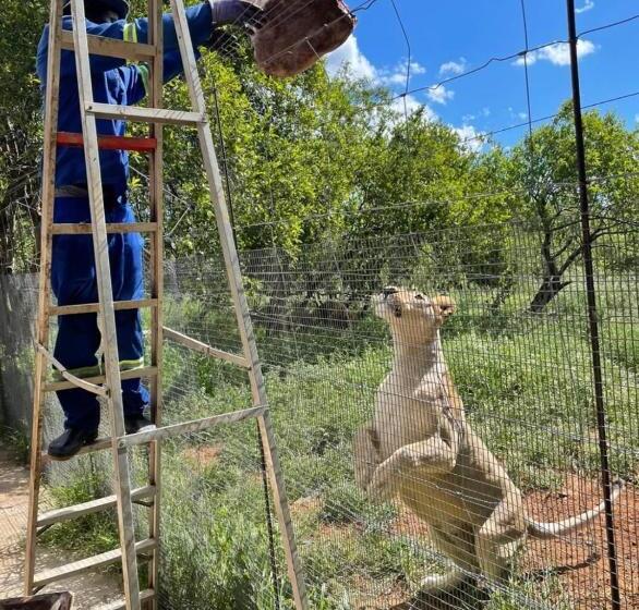 اتاق لوکس, Simba Safaris African Pride Exotic Lodge