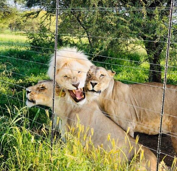 テラス付きスタンダードルーム, Simba Safaris African Pride Exotic Lodge