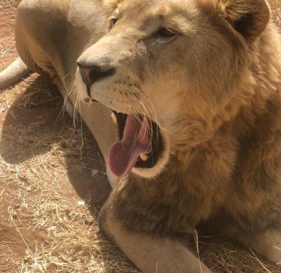 اتاق استاندارد با تراس, Simba Safaris African Pride Exotic Lodge