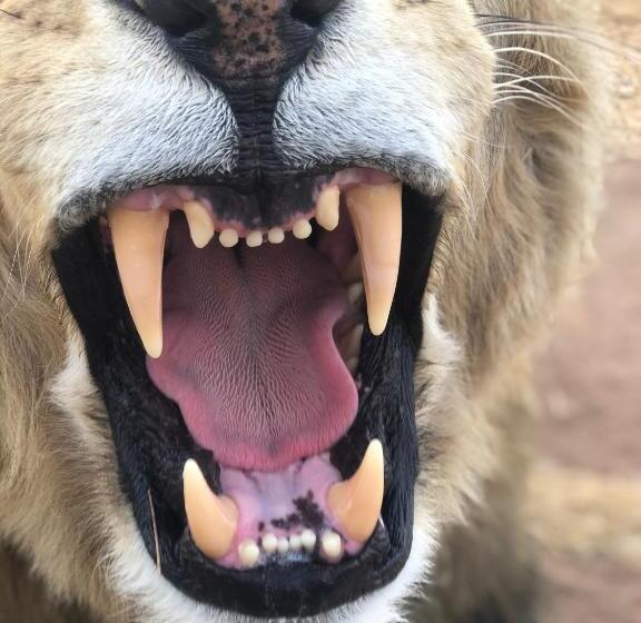 Номер Стандарт Вид на Сад, Simba Safaris African Pride Exotic Lodge
