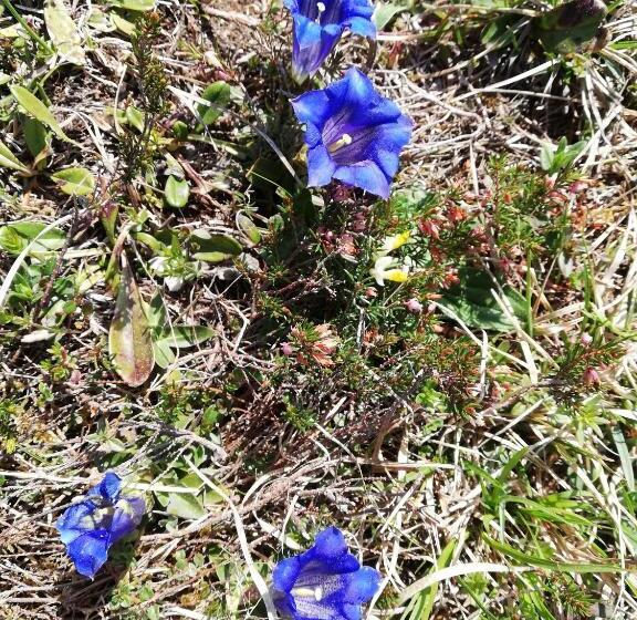 חדר סטנדרט נוף להרים, Gästehaus Hechenblaikner